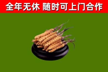 大观回收散虫草